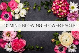Maybe you would like to learn more about one of these? 10 Mind Blowing Flower Facts Florist Blog By Floranext