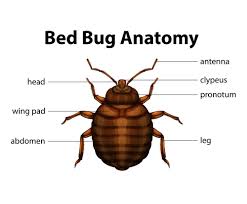I then had a doctor look at my bites and it turns out it was an allergist. Brooklyn Ny Exterminator Pest Control Ants Rats Roaches Mice Bed Bugs Termites Pest Control Exterminators Bath Beach Bay Ridge Bedford Stuyvesant Bensonhurst Bergen Beach Boerum Hill Borough Park Brighton Beach Brooklyn Heights Brooklyn