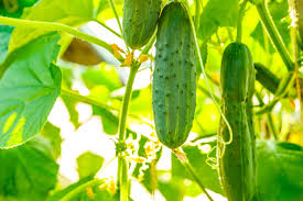 Image result for Cucumber