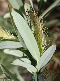 Image result for Balanites pedicellaris