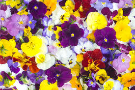 The smaller flowers are best used for eating whole. Edible Flowers Guide Thompson Morgan