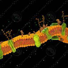 Cell Membrane 3d Model Cell Membrane Medical Anatomy 3d Model