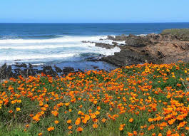 Sierra club california defends and advances environmental policies that fight climate disrupting pollution, protect air and water quality, advance clean energy, support parks, and preserve. Top Wildflower Fields In Slo Cal This Spring Superbloom In Slo Cal