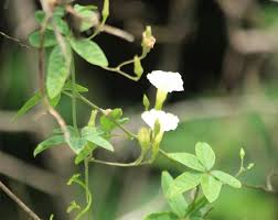 Image result for Merremia quinquefolia