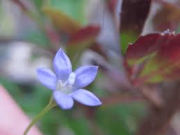 Wahlenbergia gracilis forma multicaulis wahlenbergia gracilis (g. Sprawling Bluebell Wahlenbergia Gracilis Vale Park Our Patch