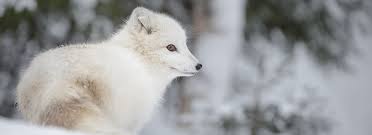 Tundra Animals