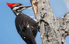 Like other woodpeckers, the pileated woodpecker relies on its powerful claws to grip trees while boring into the the pileated woodpecker has a prominent red crest in both males and females. How A Woodpecker Bangs Without Brain Damage Audubon