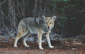 20 likes · 1 talking about this. Free Photo Wolf Animal Breed Deadly Free Download Jooinn