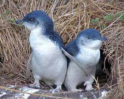 Conoce A Los Adorables Pinguinos De La Antartida Penguins Weird Animals Cute Animals