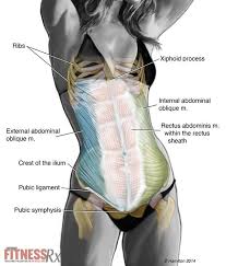I have a radiating pain that goes from my lower left back around my hop into my. Bicycle Crunches Fitnessrx For Women Hip Anatomy Muscle Anatomy Abs