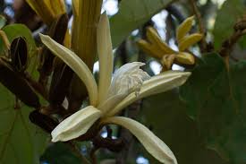 Image result for Pterospermum acerifolium