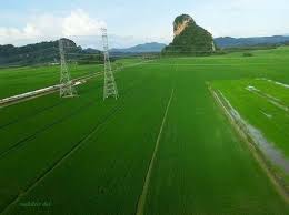 Malaysia Kehijauan Sawah Padi Di Kodiang Kedah Malaysia Kedah Kodiang Malaysia