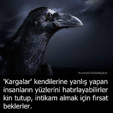 Ayni Benim Gibi Hayvanlar Hayvanlar Alemi Karga