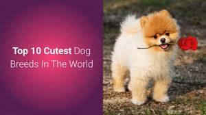 We did not find results for: List Of Top 10 Most Cutest Dog Breeds In The World 2019 Most Cutest Dog Cute Dogs Breeds Cute Dogs