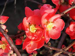 Buy any 3 perennial plants or bulbs & save 20%. Texas Scarlet Quince For Sale Online The Tree Center