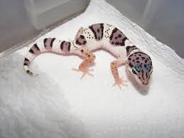 Black And White Leopard Gecko Drawing Super Mack Snow Leopard Geckos My Favourite Type Mack Snow Leopard Gecko Leopard Gecko Cute Leopard Gecko