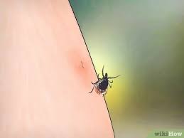 Be very, very careful when mixing chemicals, and wear protective breathing masks when applying so you don't breathe in the chemically laden mists. 3 Ways To Remove A Deer Tick Wikihow