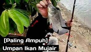 Sering Zonk Ini Umpan Ikan Mujair Liar Yang Susah Makan Jejaksemut
