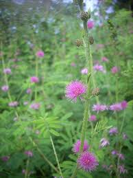 Image result for Mimosa diplotricha