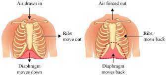 Prior to doing this exercise, check your left and right nostril to see how . Getting To Know Your Diaphragm
