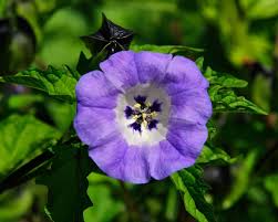 Image result for Nicandra