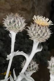 Image result for Centaurea ragusina