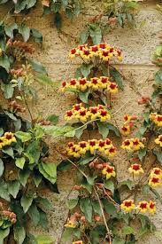 Image result for Bignonia capreolata