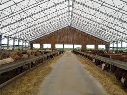 Check spelling or type a new query. Kandang Sapi Limousin
