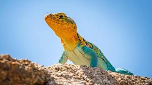I am the owner of a two story motel that has offices, rooms, laundry store and garden areas. Why Lizards Are Misunderstood And Why We Need Them Reader S Digest