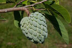 Image result for Annona squamosa