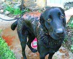 How To Care For A Skunk Sprayed Dog Dog Skunk Dog Sprayed By Skunk Skunk Smell