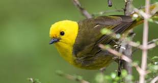 Birds That Cannot Fly With Names Yellowhead New Zealand Bird Species Wild Birds Pet Birds