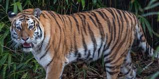 Последние твиты от tigers (@tigers_dota). Tiger Smithsonian S National Zoo