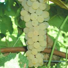 Fv015 Web Jpg 800 800 Grapes Olive Garden Delivery Grape Vines