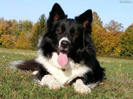 Border Collier Border Collie Page 4 Imagens E Frases Para Facebook Australian Border Collie Collie Border Collie