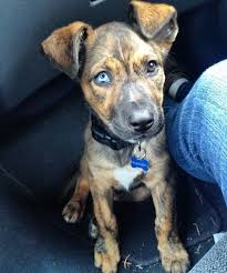 Pitbull Boxer Mix Black And Brown Pit Boxer Australian Shepherd German Shepherd Mix Adorable Pitbull Mix Puppies Boxer Shepherd Mix Boxer Mix