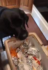 Wenn Du Recikelst Doesnt Dogs Dogs Aesthetic Dogs And Puppies Dogs Quotes Soundogit Waste Funny Animals Funny Animal Pictures Cute Funny Animals