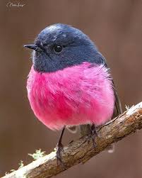 B I R D S O N E A R T Hさん Birdsonearth Instagram写真と動画 Birds Cute Wild Animals Robin Photos Ve Birds