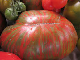 This heirloom tomato was first introduced in the 1800's and is still a gardener's favorite. Discovering Heirloom Tomatoes For Utah Gardens And Tastes The Salt Lake Tribune