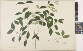 Image result for Memecylon torrei