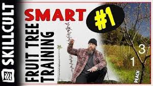 How to mulch around a tree using apple trees as an example of fruit tree. Smart Fruit Tree Training 1 One Year Whips Or Maidens Disbudding And Notching Youtube