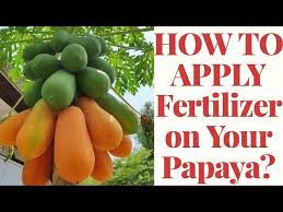 Maybe you would like to learn more about one of these? Right Way Of Applying Organic Fertilizer For Papaya Fertilizer Guide For Papaya Youtube