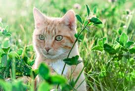 To see whether you have an allergy or something else, start by keeping track of your seasonal allergy symptoms, when you experience them, and what seems to trigger them. Recognizing And Treating Pollen Allergies In Cats Vetderm Clinic