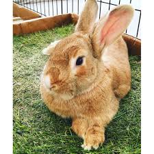 Chilling Bunny Style On Her Fresh Patch Fresh Patch Dog Potty Pee Pads