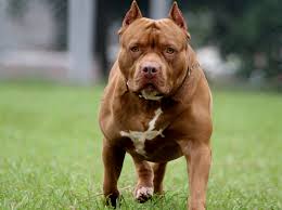 Dogue de bordeaux's origin, price, personality, life span, health, grooming, shedding collection of all the general dog breed info about dogue de bordeaux so you can get to know the breed more. Dog Dogue De Bordeaux Mix Pitbull