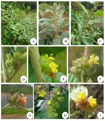 Image result for Waltheria