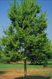 View listing photos, nearby sales and find the perfect plot of land for sale in hackberry, az. Pin On Large Trees