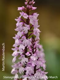 Image result for Stenoglottis