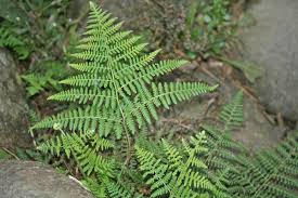 Image result for Dennstaedtiaceae