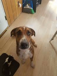 Lost dog in Sweetwater County, Wyoming